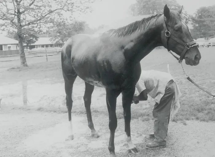 Framed Print : Alydar Being Bathed Framed Print : Alydar Being Bathed