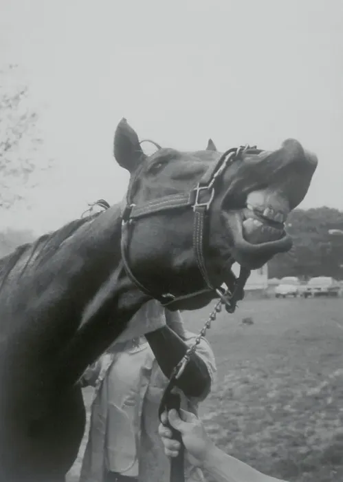 Framed Print : Alydar Sneering