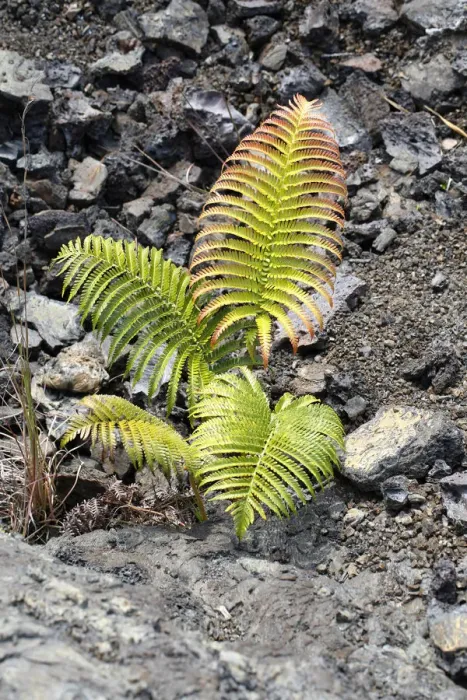 Framed Print : Ama u fern -Sadleria cyatheoides-, endemic to Hawaii, volcanic zone, Mauna Ulu, Hawaiʻi Volcanoes National Park, Big Island, Hawaii, USA Framed Print : Ama u fern -Sadleria cyatheoides-, endemic to Hawaii, volcanic zone, Mauna Ulu, Hawaiʻi Volcanoes National Park, Big Island, Hawaii, USA