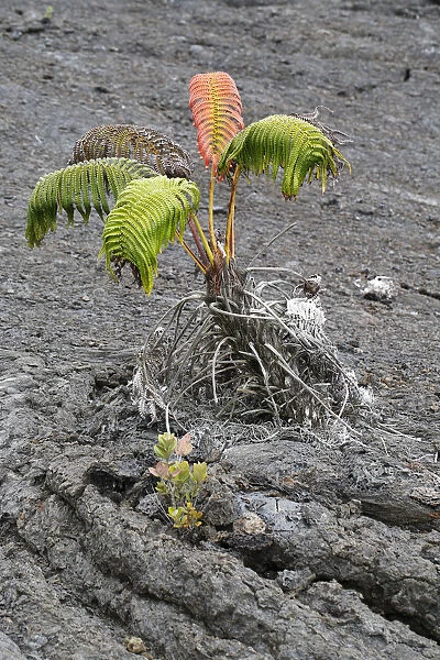 Ama u fern -Sadleria cyatheoides-, with a red scar, according to legend, the place where demigod Kamapua a was struck by the fire goddess Pele with hot lava, Mauna Ulu, Big Island, Hawaii, USA
