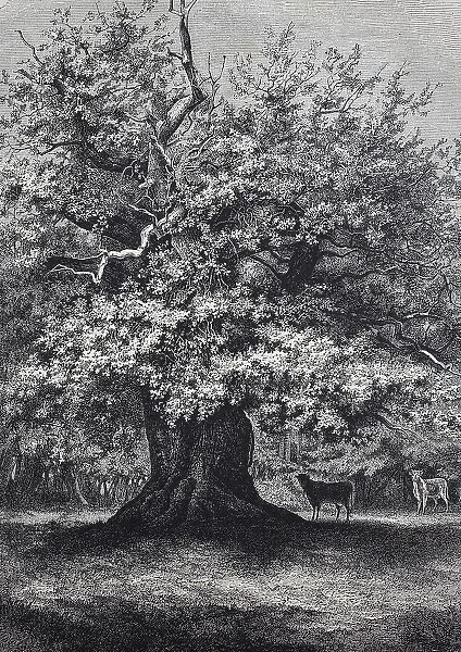 Amalien-Eiche, a well-known oak tree in the Hasbruch, a 627 hectare oak and beech forest in the Oldenburg district of Lower Saxony, Germany, Historic, digitally restored reproduction of an original 19th-century original