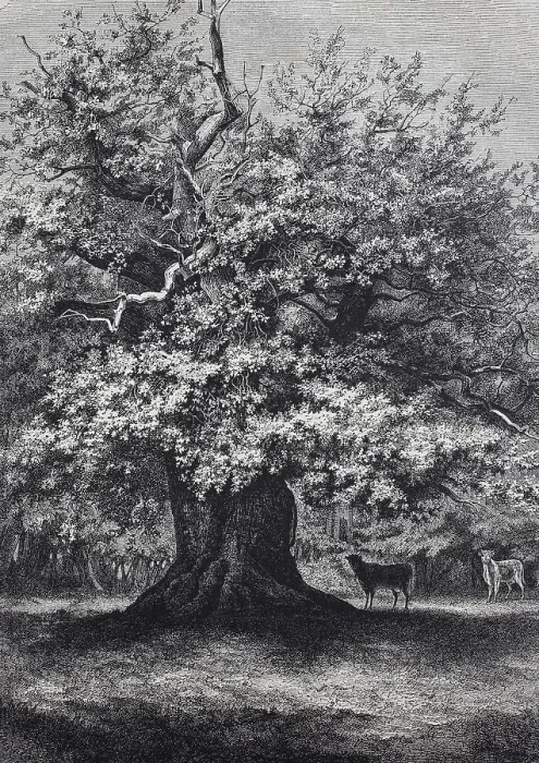 Framed Print : Amalien-Eiche, a well-known oak tree in the Hasbruch, a 627 hectare oak and beech forest in the Oldenburg district of Lower Saxony, Germany, Historic, digitally restored reproduction of an original 19th-century original Framed Print : Amalien-Eiche, a well-known oak tree in the Hasbruch, a 627 hectare oak and beech forest in the Oldenburg district of Lower Saxony, Germany, Historic, digitally restored reproduction of an original 19th-century original