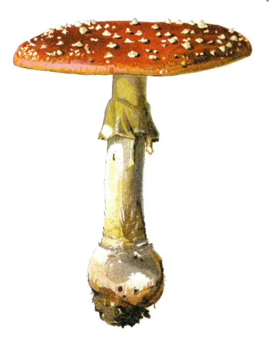 Framed Print : amanita. Antique illustration of a Medicinal and Herbal Plants