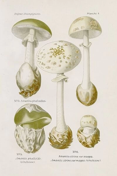Amanita mushroom 1891