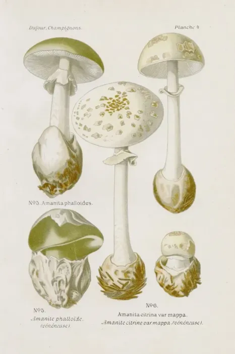 Framed Print : Amanita mushroom 1891 Framed Print : Amanita mushroom 1891