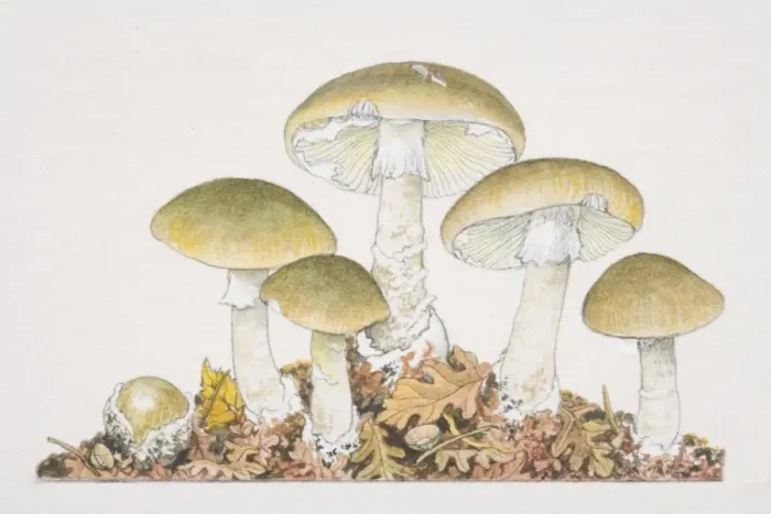 Framed Print : Amanita phalloides, Death Cap mushrooms fruiting in rich leaf-covered soil Framed Print : Amanita phalloides, Death Cap mushrooms fruiting in rich leaf-covered soil