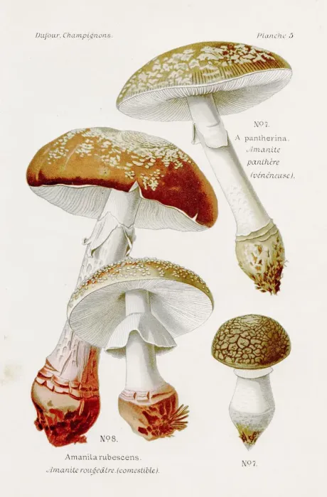 Framed Print : Amanite mushroom 1891 Framed Print : Amanite mushroom 1891
