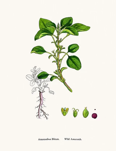 Amaranth plant