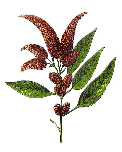 Amaranthus caudatus, love-lies-bleeding, pendant amaranth, tassel flower, velvet flower, foxtail amaranth, and quilete