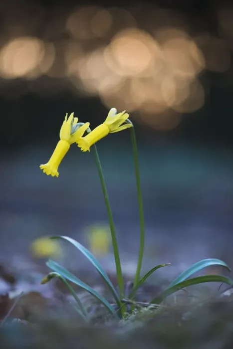 Framed Print : amaryllidaceae, atmospheric, backlit, blossoming, blurred, blurry, bokeh, cropped Framed Print : amaryllidaceae, atmospheric, backlit, blossoming, blurred, blurry, bokeh, cropped