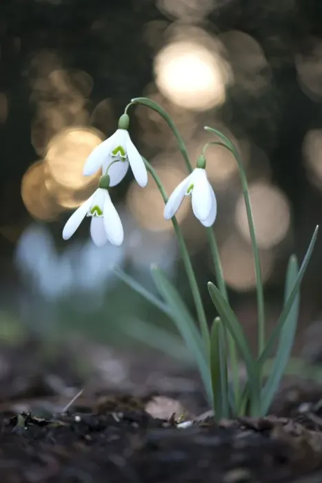 Framed Print : amaryllidaceae, blossoming, blurry, exterior views, niedersachsen, spring, white Framed Print : amaryllidaceae, blossoming, blurry, exterior views, niedersachsen, spring, white