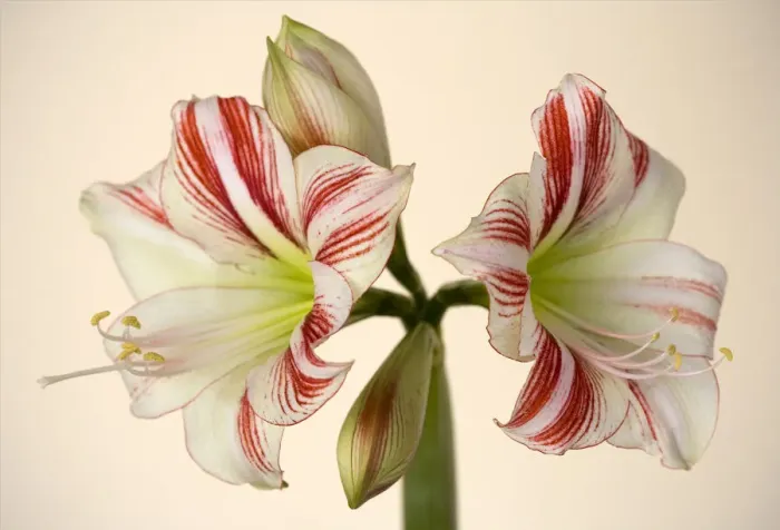 Framed Print : Amaryllis. Cut stem from the florist Framed Print : Amaryllis. Cut stem from the florist