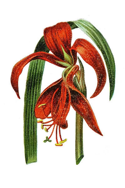 Amaryllis formosissima