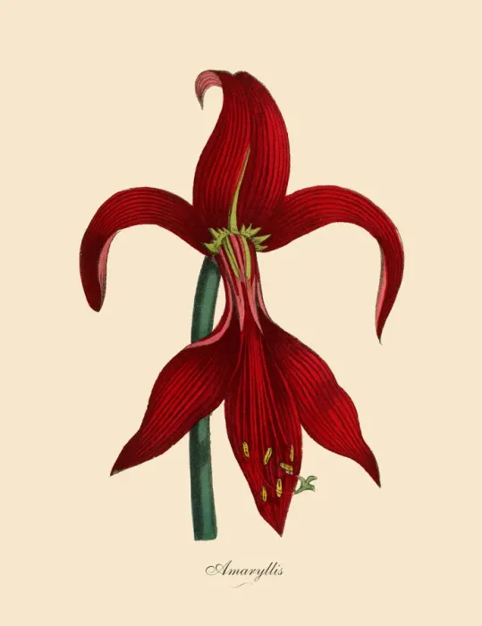 Framed Print : Amaryllis Plants, Victorian Botanical Illustration Framed Print : Amaryllis Plants, Victorian Botanical Illustration