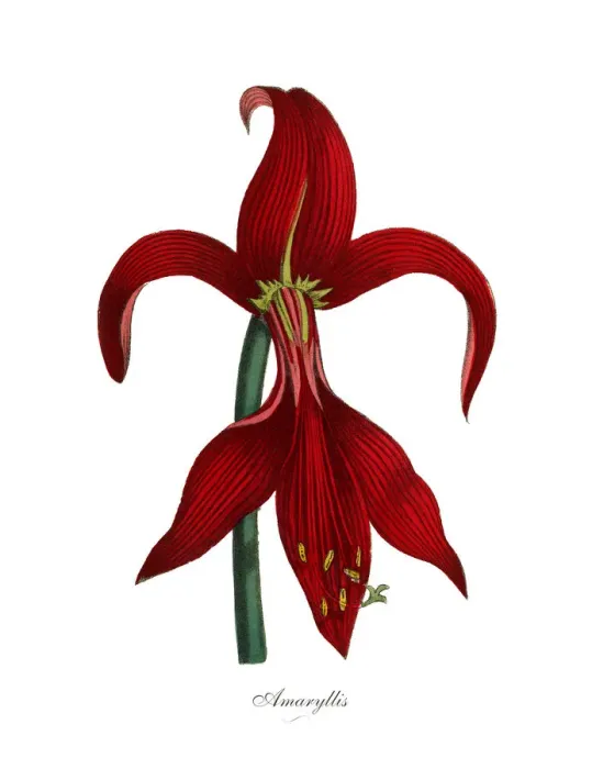 Framed Print : Amaryllis Plants, Victorian Botanical Illustration Framed Print : Amaryllis Plants, Victorian Botanical Illustration