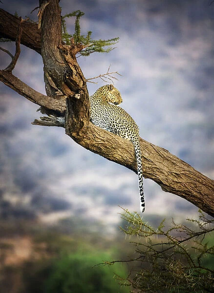 Amazing Close Up of Leopard Resting in Acacia Tree at Samburu, Kenya