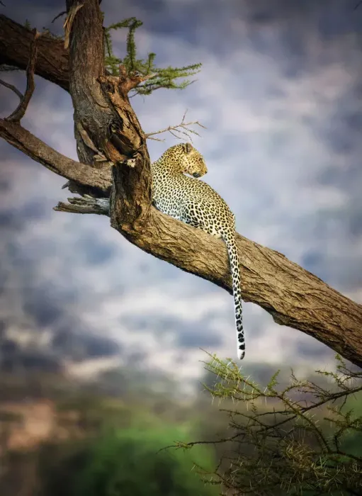 Framed Print : Amazing Close Up of Leopard Resting in Acacia Tree at Samburu, Kenya Framed Print : Amazing Close Up of Leopard Resting in Acacia Tree at Samburu, Kenya