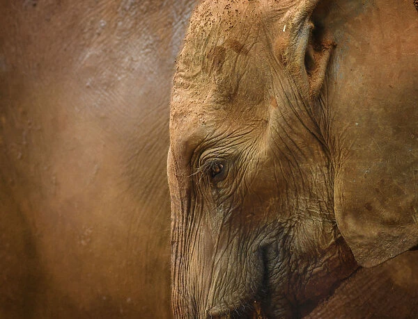 Amazing Elephant Head Against Red Dust Background in Kenya