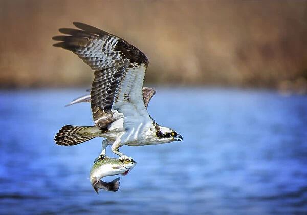 Amazing Osprey in Flight with Fish at Belmont Lake State Park