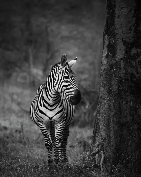 Framed Print : Amazing Portrait of Zebra in Black and White at Lake Nakuru Framed Print : Amazing Portrait of Zebra in Black and White at Lake Nakuru