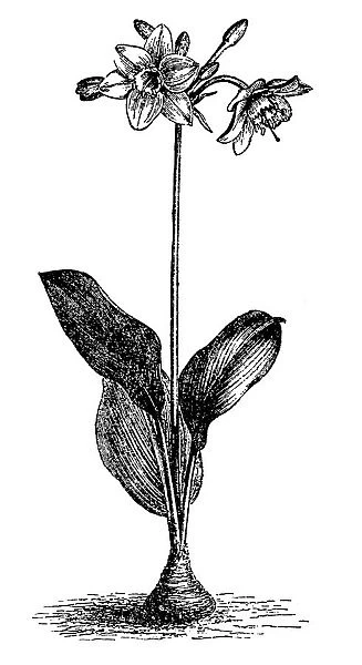 Amazon Lily (Eucharis amazonica)