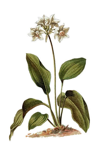 Amazon Lily (Eucharis amazonica)