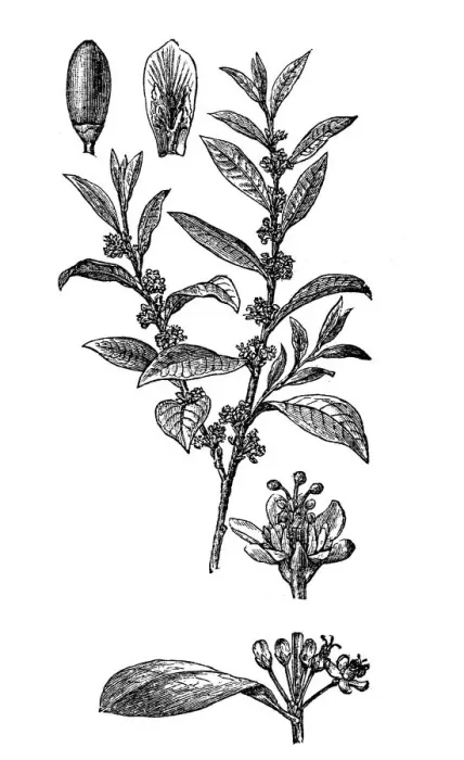 Framed Print : Amazonian coca (Erythroxylum coca) Framed Print : Amazonian coca (Erythroxylum coca)