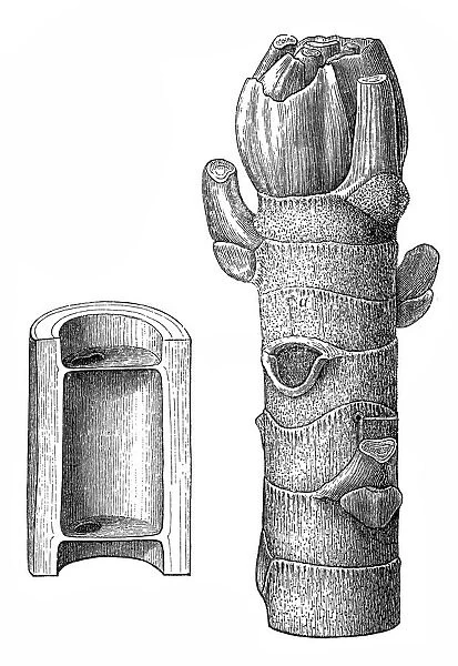 The ambay ( Cecropia adenopus )