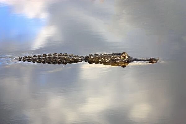American Alligator -Alligator mississippiensis- in water, Wakodahatchee Wetlands, Delray Beach, Florida, United States