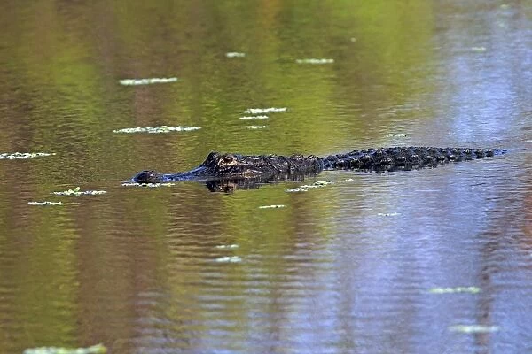 American Alligator -Alligator mississippiensis- in water, Wakodahatchee Wetlands, Delray Beach, Florida, United States