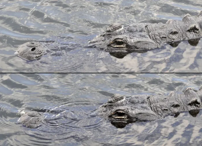 Framed Print : American alligator, Alligator mississippiensis, with nostrils open for breathing at top and closed for underwater below. Everglades National Park, Florida, USA. UNESCO World Heritage Site (Biosphere Reserve)