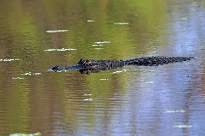 Framed Print : American Alligator -Alligator mississippiensis- in water, Wakodahatchee Wetlands, Delray Beach, Florida, United States Framed Print : American Alligator -Alligator mississippiensis- in water, Wakodahatchee Wetlands, Delray Beach, Florida, United States