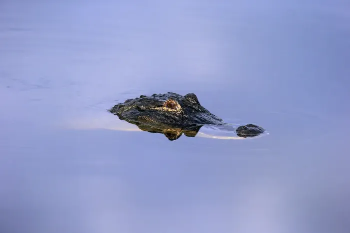 Framed Print : American Alligator -Alligator mississippiensis- in water, Wakodahatchee Wetlands, Delray Beach, Florida, United States Framed Print : American Alligator -Alligator mississippiensis- in water, Wakodahatchee Wetlands, Delray Beach, Florida, United States