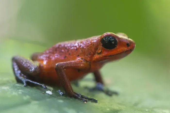 Framed Print : american, americas, black eyes, extreme close up, macro, poison dart frog, reserve
