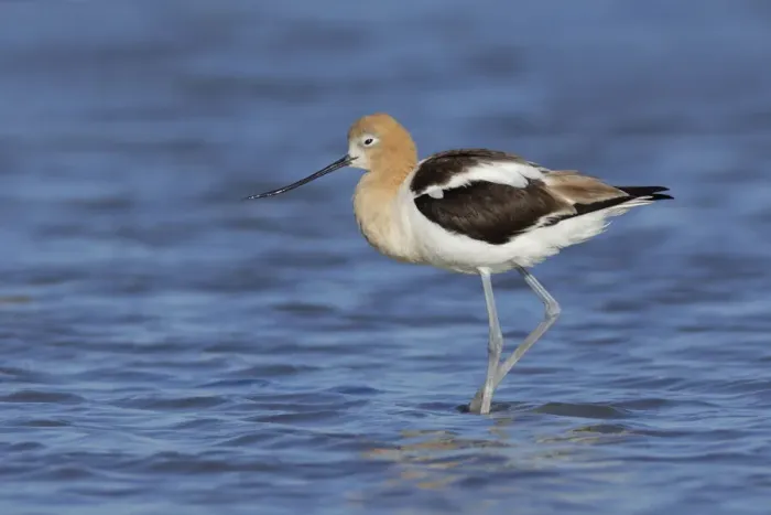 Framed Print : American Avocet Framed Print : American Avocet