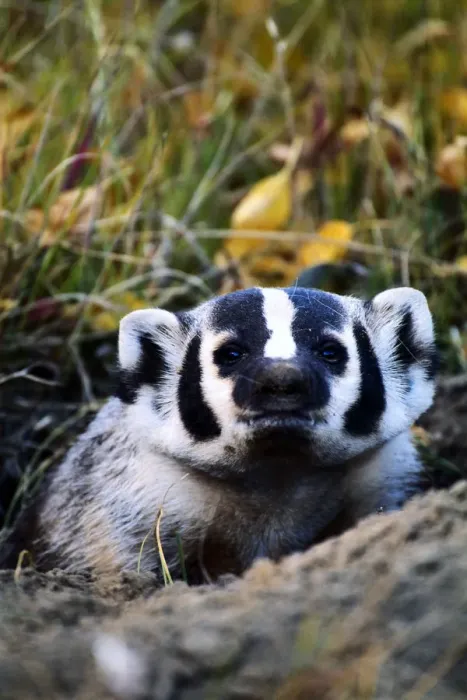 Framed Print : American badger (Taxidea taxus) in den, Wyoming, USA, close-up Framed Print : American badger (Taxidea taxus) in den, Wyoming, USA, close-up