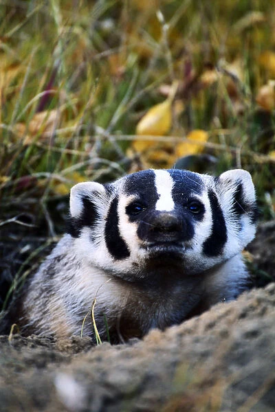 American badger (Taxidea taxus) in den, Wyoming, USA, close-up