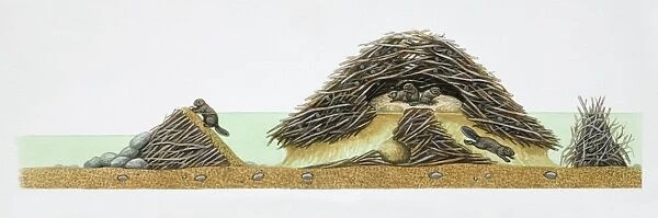 American Beaver, Castor canadensis, cross-section of beavers in their dam