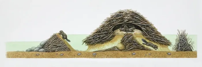 Framed Print : American Beaver, Castor canadensis, cross-section of beavers in their dam Framed Print : American Beaver, Castor canadensis, cross-section of beavers in their dam