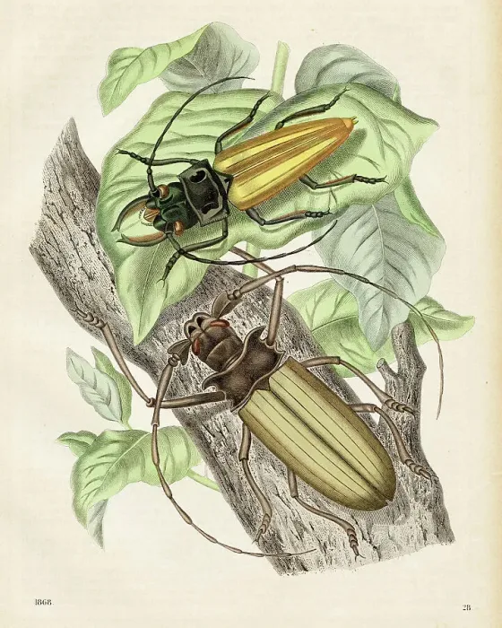 Framed Print : American Beetles Chromolithograph 1868 Framed Print : American Beetles Chromolithograph 1868