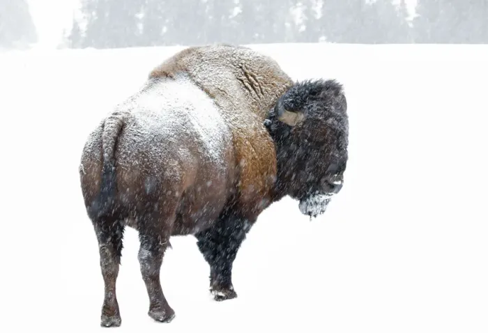 Framed Print : American Bison Framed Print : American Bison