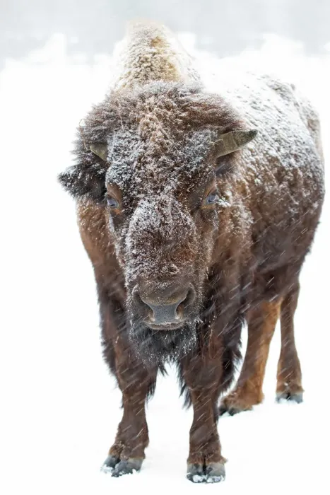 Framed Print : American Bison Framed Print : American Bison