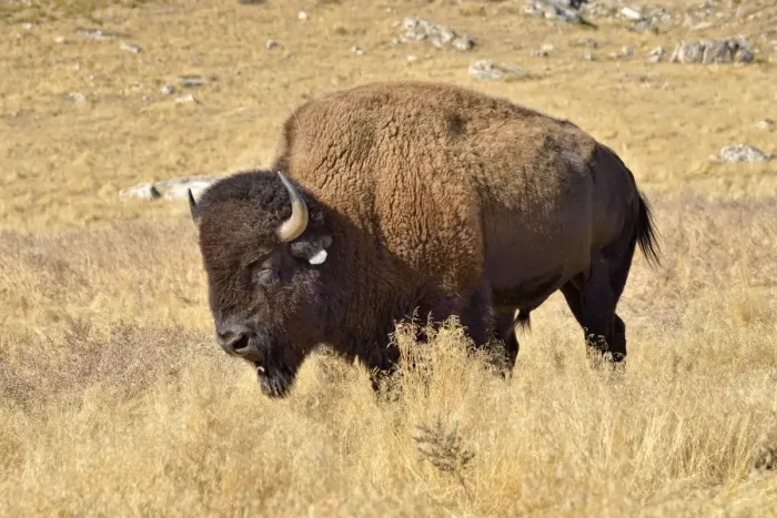 Framed Print : American Bison -Bison bison-, Hot Springs Park, Thermopolis, Wyoming, USA Framed Print : American Bison -Bison bison-, Hot Springs Park, Thermopolis, Wyoming, USA