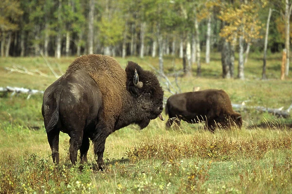 American bison or buffalo (Bison bison), bull, Elk Island Park, Alberta, Canada