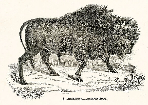 American Bison engraving 1803