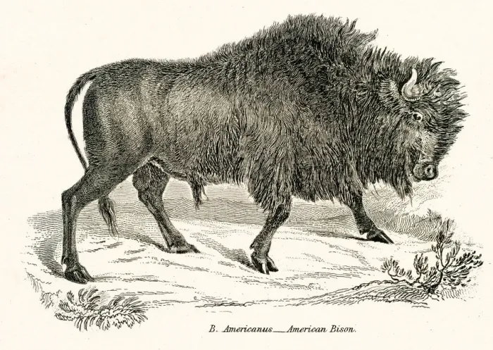 Framed Print : American Bison engraving 1803 Framed Print : American Bison engraving 1803