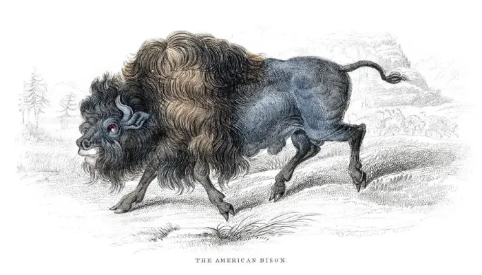 Framed Print : American bison lithograph 1884
