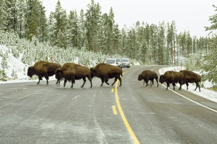 Framed Print : American bisons -Bison bison- crossing the road leading to Old Faithful, Yellowstone National Park, Wyoming, USA Framed Print : American bisons -Bison bison- crossing the road leading to Old Faithful, Yellowstone National Park, Wyoming, USA