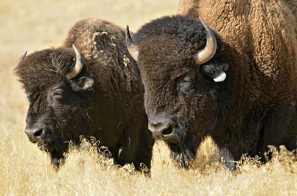 American bisons -Bison bison-, Hot Springs Park, Thermopolis, Wyoming, USA