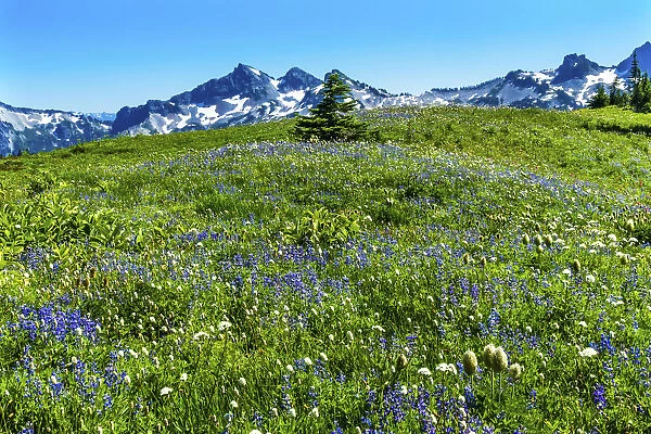 American Bistort (Polygonum bistortoides) and Lupine wildflowers. Tatoosh Range, Mount Rainier National Park, Washington State, USA